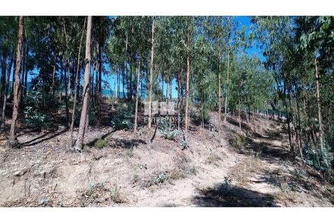 Helårsgrund i Baiao, Porto, Baiao - € 20.000 | Ref: MC08754 - foto 15