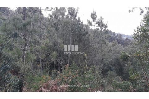 Helårsgrund i Ancede e Ribadouro, Porto, Ancede e Ribadouro - € 17.000 | Ref: MC08939 - foto 5