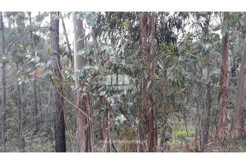 Helårsgrund i Ancede e Ribadouro, Porto, Ancede e Ribadouro - € 17.000 | Ref: MC08939 - foto 8