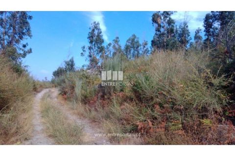 Helårsgrund i Cinfaes, Viseu, Cinfaes - € 25.000 | Ref: MC08997 - foto 22
