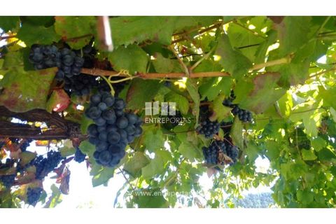 Helårsgrund i Souselo, Viseu, Souselo - € 82.000 | Ref: MC09005 - foto 19