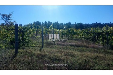 Helårsgrund i Amarante, Porto, Amarante - € 110.000 | Ref: MC09020 - foto 1