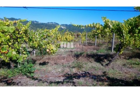 Helårsgrund i Amarante, Porto, Amarante - € 110.000 | Ref: MC09020 - foto 2