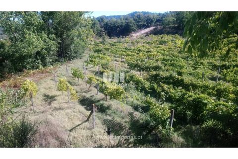 Helårsgrund i Amarante, Porto, Amarante - € 110.000 | Ref: MC09020 - foto 18