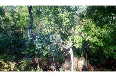Tomt i Cinfaes, Viseu, Cinfaes - € 55 000 | Ref: MC09021 - foto 12