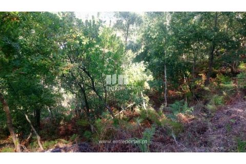 Tomt i Cinfaes, Viseu, Cinfaes - € 55 000 | Ref: MC09021 - foto 14