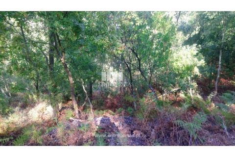 Tomt i Cinfaes, Viseu, Cinfaes - € 55 000 | Ref: MC09021 - foto 15