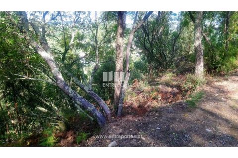 Tomt i Cinfaes, Viseu, Cinfaes - € 55 000 | Ref: MC09021 - foto 22