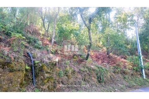 Tomt i Cinfaes, Viseu, Cinfaes - € 55 000 | Ref: MC09021 - foto 24