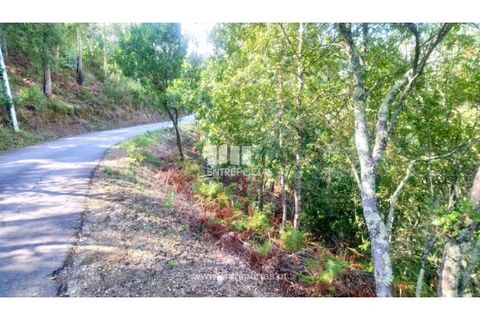 Tomt i Cinfaes, Viseu, Cinfaes - € 55 000 | Ref: MC09021 - foto 27