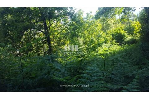Terra a Cinfaes, Viseu, Cinfaes - € 20.000 | Ref: MC09080 - foto 21