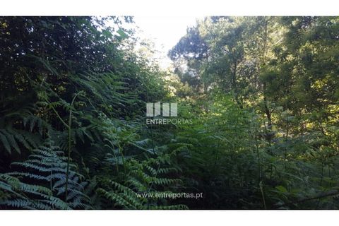 Terra a Cinfaes, Viseu, Cinfaes - € 20.000 | Ref: MC09080 - foto 25