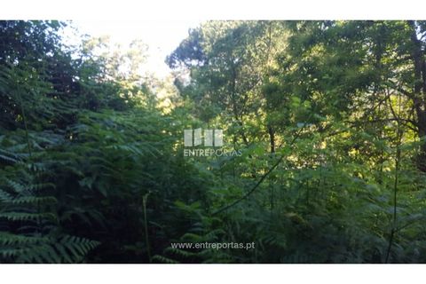 Terra a Cinfaes, Viseu, Cinfaes - € 20.000 | Ref: MC09080 - foto 26