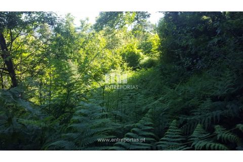 Terra a Cinfaes, Viseu, Cinfaes - € 20.000 | Ref: MC09080 - foto 28