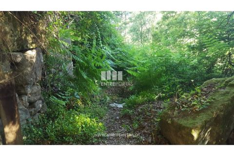 Terra a Cinfaes, Viseu, Cinfaes - € 20.000 | Ref: MC09080 - foto 31