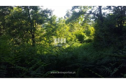 Terra a Cinfaes, Viseu, Cinfaes - € 20.000 | Ref: MC09080 - foto 33