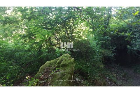 Terra a Cinfaes, Viseu, Cinfaes - € 20.000 | Ref: MC09080 - foto 35