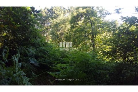 Terra a Cinfaes, Viseu, Cinfaes - € 20.000 | Ref: MC09080 - foto 12