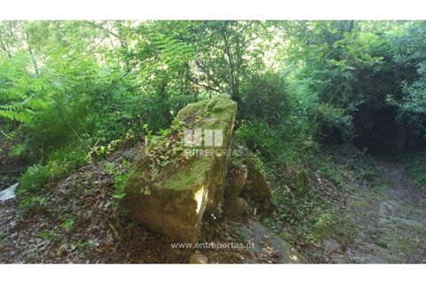 Terra a Cinfaes, Viseu, Cinfaes - € 20.000 | Ref: MC09080 - foto 14