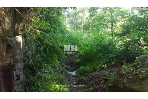 Terra a Cinfaes, Viseu, Cinfaes - € 20.000 | Ref: MC09080 - foto 15