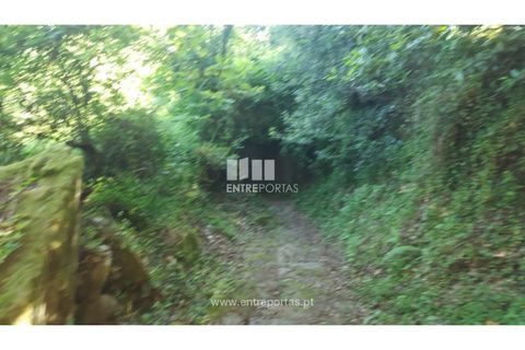 Terra a Cinfaes, Viseu, Cinfaes - € 20.000 | Ref: MC09080 - foto 17