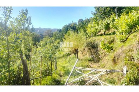 Terra a Cinfaes, Viseu, Cinfaes - € 27.000 | Ref: MC09181 - foto 2