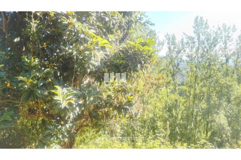Terra a Cinfaes, Viseu, Cinfaes - € 27.000 | Ref: MC09181 - foto 9