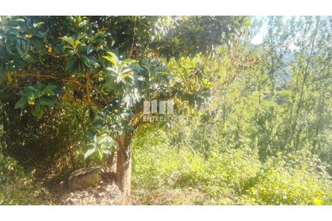 Terra a Cinfaes, Viseu, Cinfaes - € 27.000 | Ref: MC09181 - foto 12