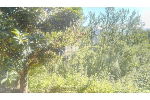 Terra a Cinfaes, Viseu, Cinfaes - € 27.000 | Ref: MC09181 - foto 13