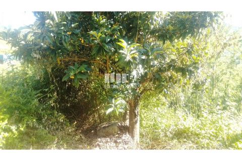 Terra a Cinfaes, Viseu, Cinfaes - € 27.000 | Ref: MC09181 - foto 16