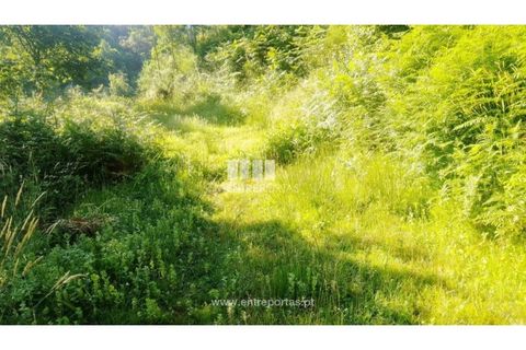 Terra a Cinfaes, Viseu, Cinfaes - € 27.000 | Ref: MC09181 - foto 19