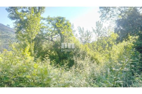 Terra a Cinfaes, Viseu, Cinfaes - € 27.000 | Ref: MC09181 - foto 23