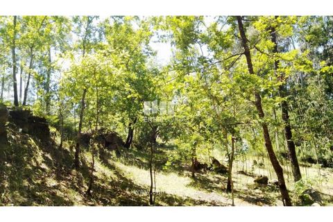 Helårsgrund i Cinfaes, Viseu, Cinfaes - € 16.000 | Ref: MC09182 - foto 2