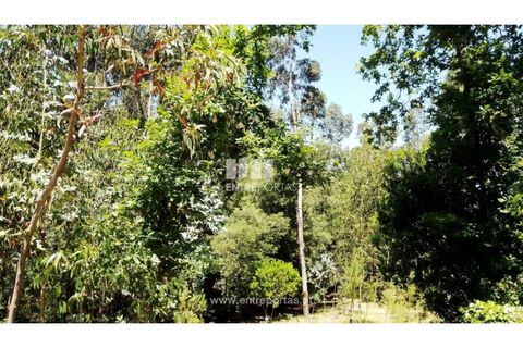 Helårsgrund i Cinfaes, Viseu, Cinfaes - € 16.000 | Ref: MC09182 - foto 5