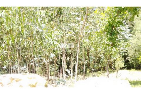Helårsgrund i Cinfaes, Viseu, Cinfaes - € 16.000 | Ref: MC09182 - foto 7