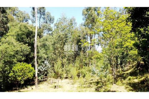 Helårsgrund i Cinfaes, Viseu, Cinfaes - € 16.000 | Ref: MC09182 - foto 9