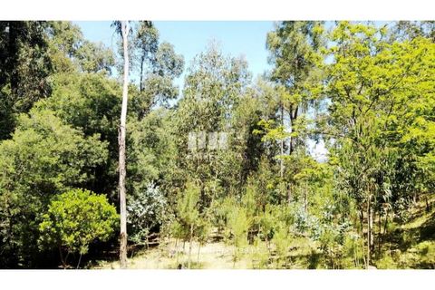 Helårsgrund i Cinfaes, Viseu, Cinfaes - € 16.000 | Ref: MC09182 - foto 10