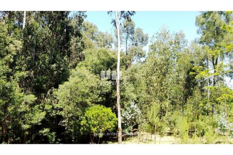 Helårsgrund i Cinfaes, Viseu, Cinfaes - € 16.000 | Ref: MC09182 - foto 11