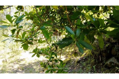 Helårsgrund i Cinfaes, Viseu, Cinfaes - € 16.000 | Ref: MC09182 - foto 12