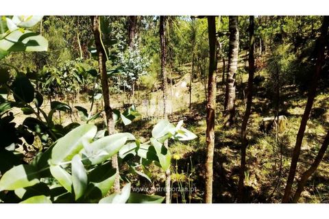 Helårsgrund i Cinfaes, Viseu, Cinfaes - € 16.000 | Ref: MC09182 - foto 13