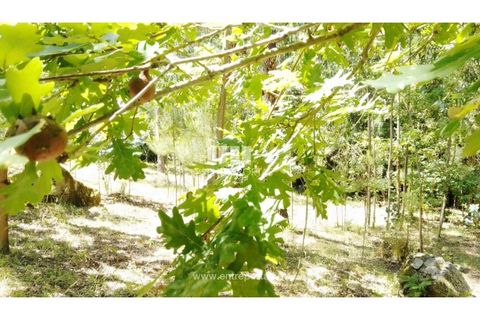 Helårsgrund i Cinfaes, Viseu, Cinfaes - € 16.000 | Ref: MC09182 - foto 15