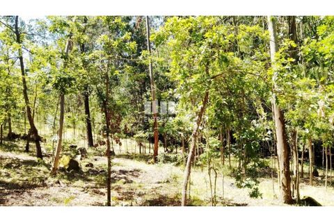 Helårsgrund i Cinfaes, Viseu, Cinfaes - € 16.000 | Ref: MC09182 - foto 18