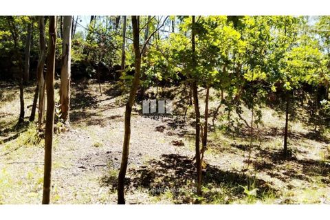 Helårsgrund i Cinfaes, Viseu, Cinfaes - € 16.000 | Ref: MC09182 - foto 22