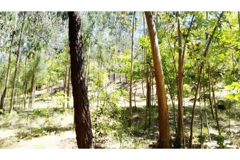 Helårsgrund i Cinfaes, Viseu, Cinfaes - € 16.000 | Ref: MC09182 - foto 27