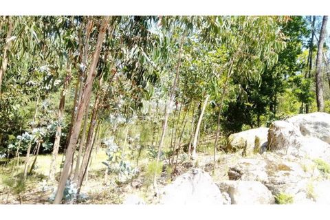 Helårsgrund i Cinfaes, Viseu, Cinfaes - € 16.000 | Ref: MC09182 - foto 34