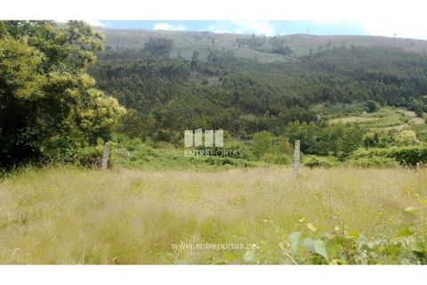 Terra a Cinfaes, Viseu, Cinfaes - € 35.000 | Ref: MC09216 - foto 4