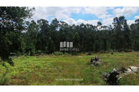 Terra a Barroselas, Viana do Castelo, Barroselas - € 110.000 | Ref: VCM13341 - foto 8