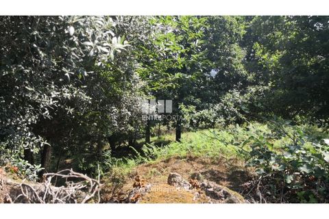 Terra a Barroselas, Viana do Castelo, Barroselas - € 40.000 | Ref: VCC13577 - foto 19
