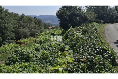 Terra a Barroselas, Viana do Castelo, Barroselas - € 40.000 | Ref: VCC13577 - foto 28