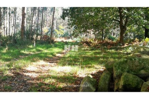 Helårsgrund i Viana do Castelo, Viana do Castelo, Viana do Castelo - € 200.000 | Ref: VCM13479 - foto 7